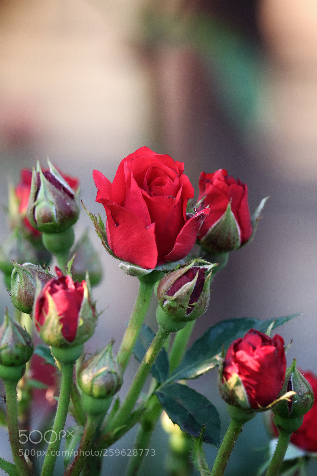 Canon EOS 800D (EOS Rebel T7i / EOS Kiss X9i) sample photo. One more red rose photography