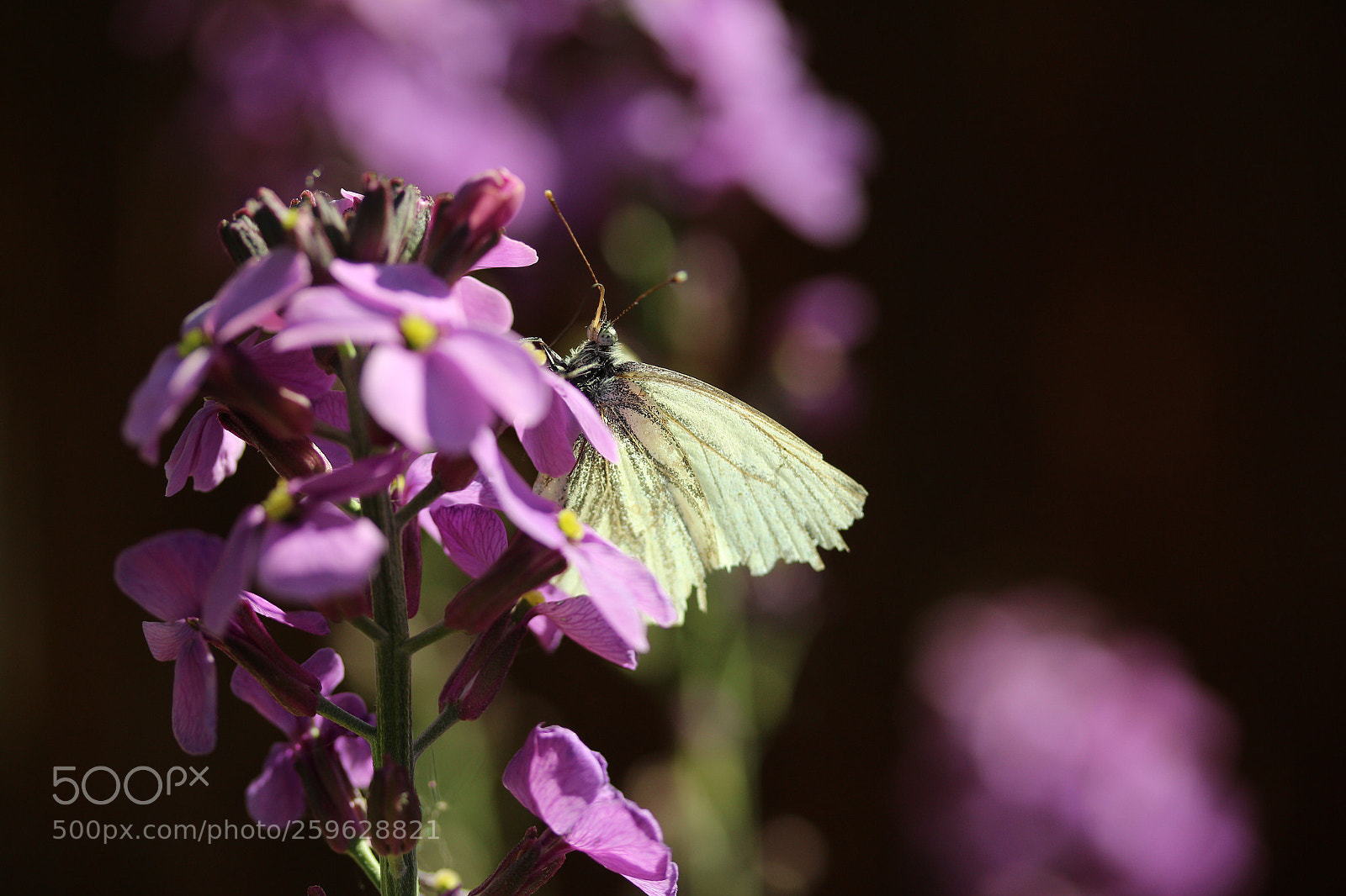 Canon EOS 700D (EOS Rebel T5i / EOS Kiss X7i) sample photo. White butterfly  photography
