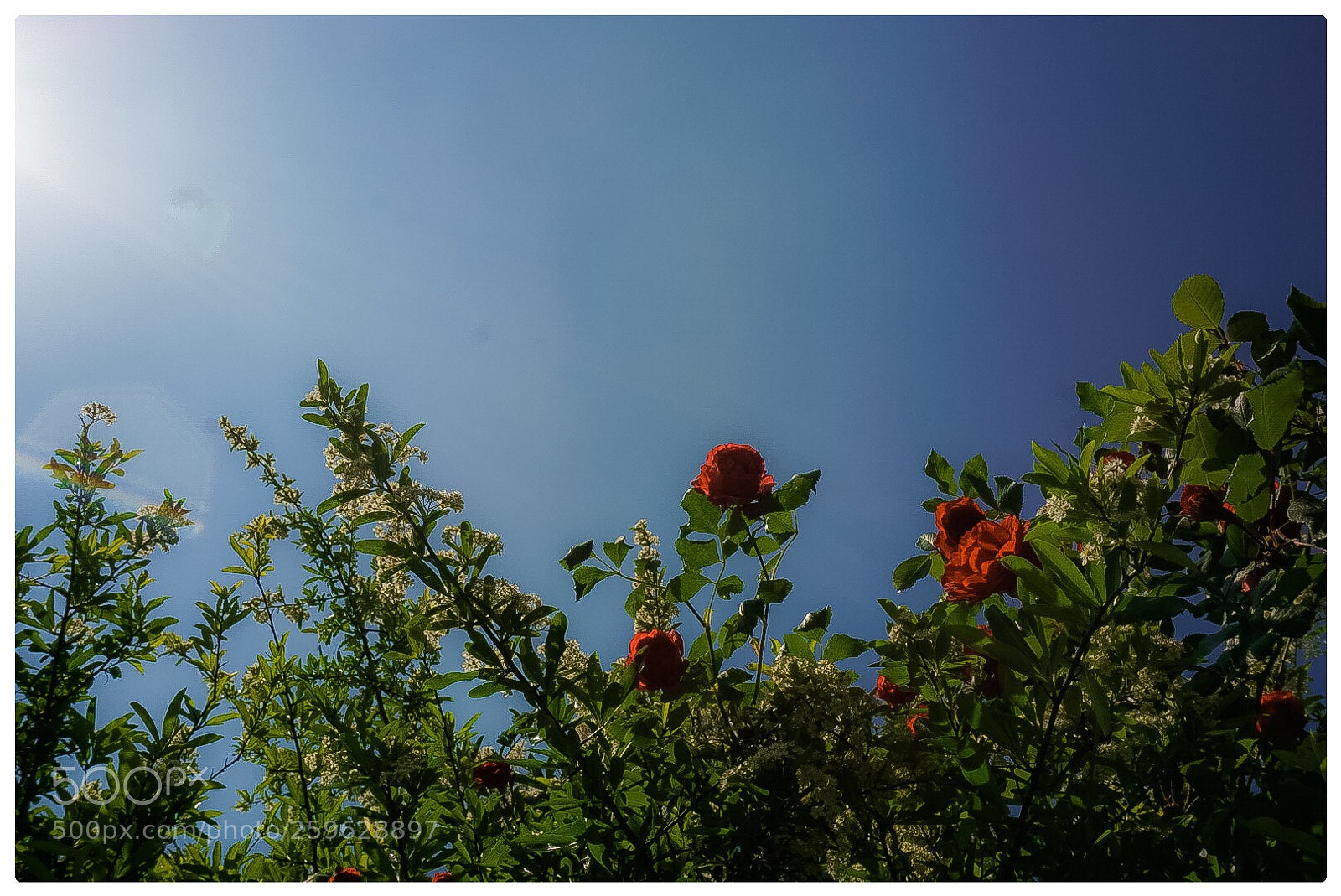 Sony a6000 sample photo. Untitled photography