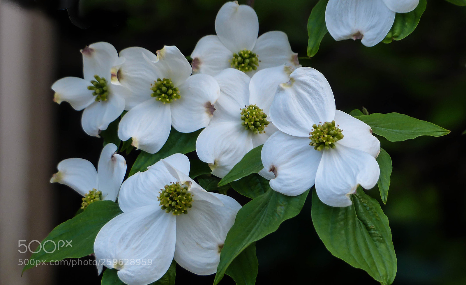 Panasonic Lumix DMC-FZ200 sample photo. White in the spring photography
