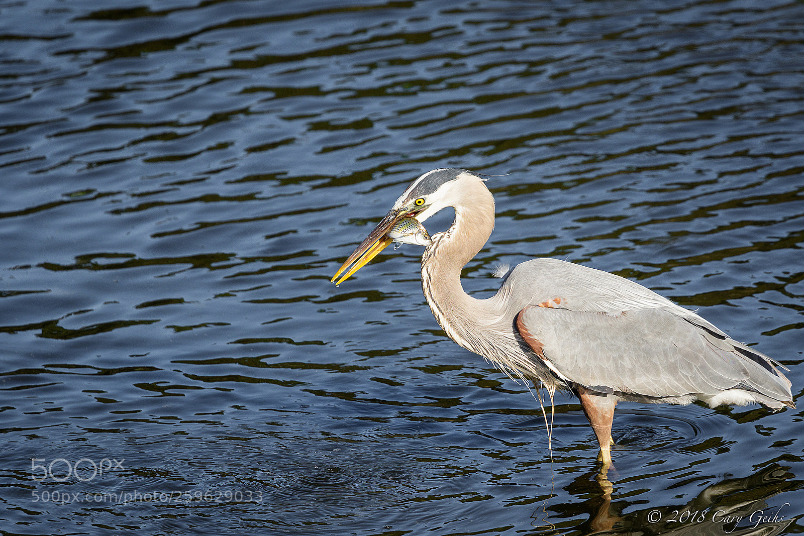 Canon EOS 7D Mark II sample photo. Great blue heron photography