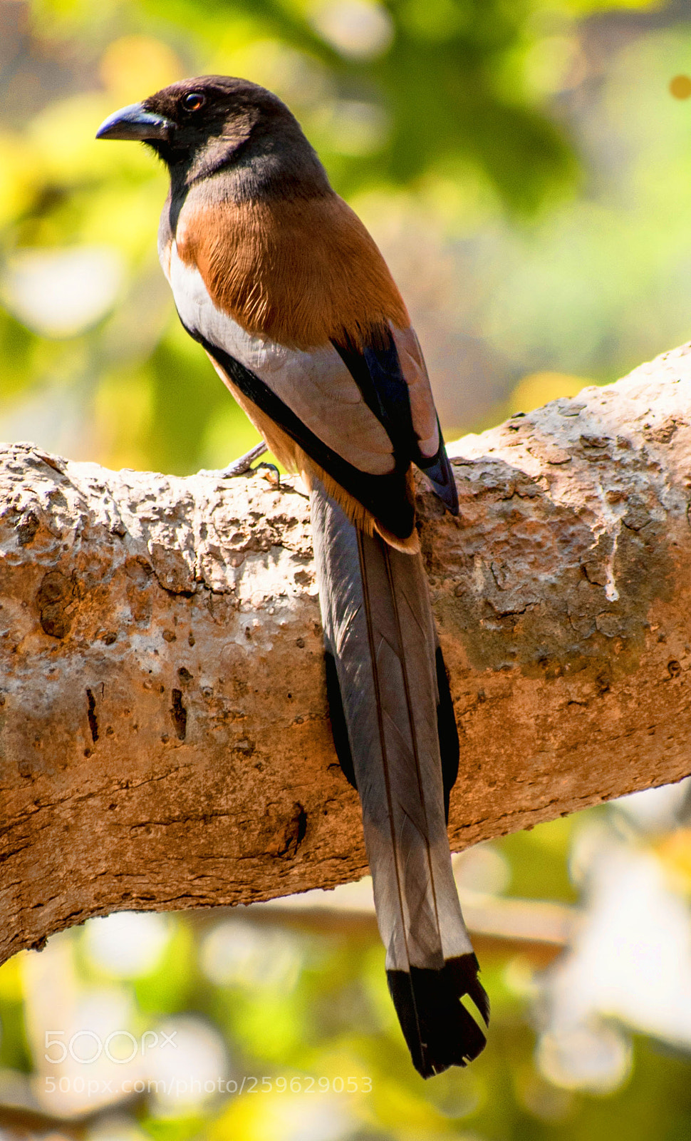 Nikon D5500 sample photo. Rufous treepie photography