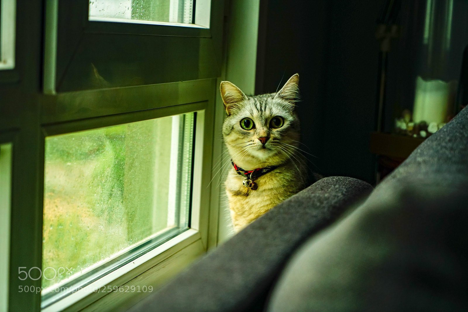 Sony a7R II sample photo. Sunshine 
 photography