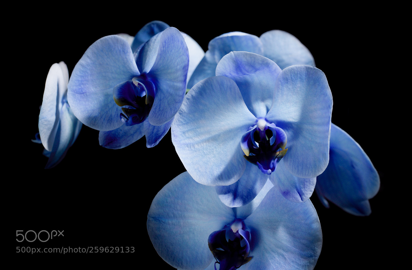 Nikon D750 sample photo. The blue flower photography