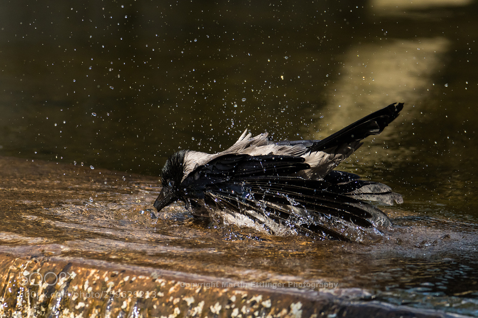Canon EOS 7D Mark II sample photo. Bath day for a photography