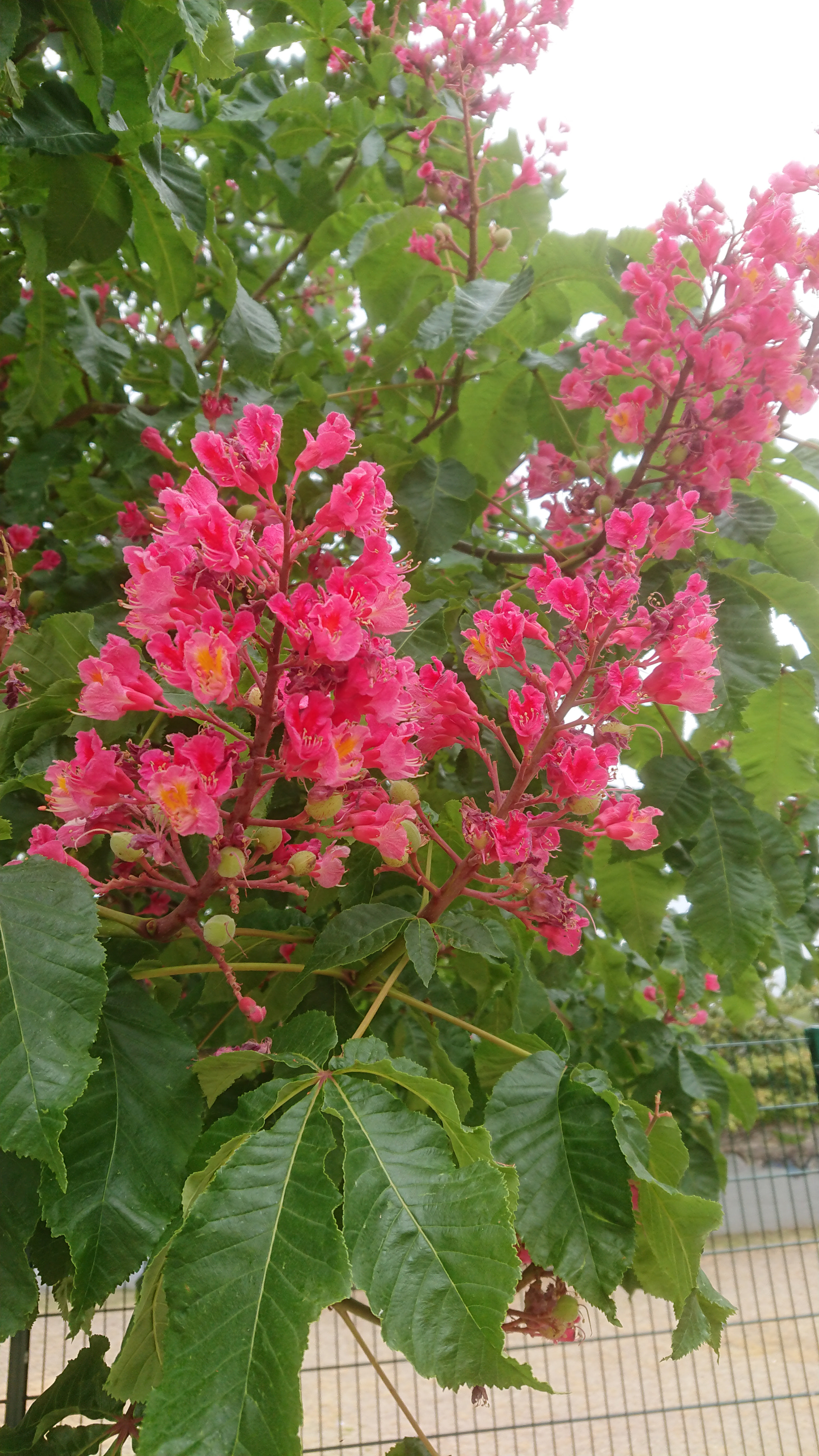 Sony Xperia XZ1 Compact sample photo. Dsc_0339 photography