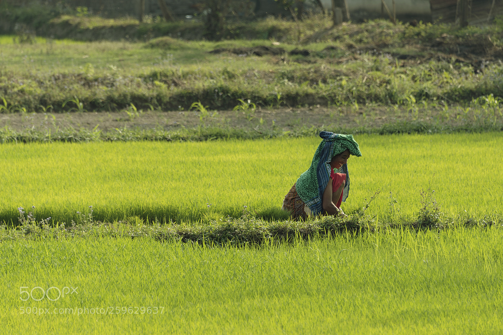 Nikon D750 sample photo. Smile in the rice photography