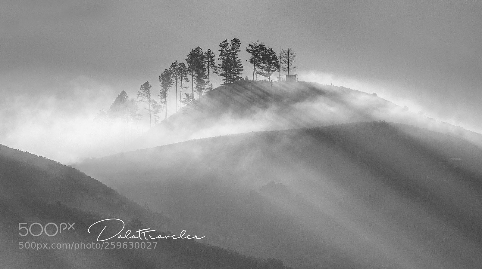 Canon EOS 5DS R sample photo. Ray of pine hill photography