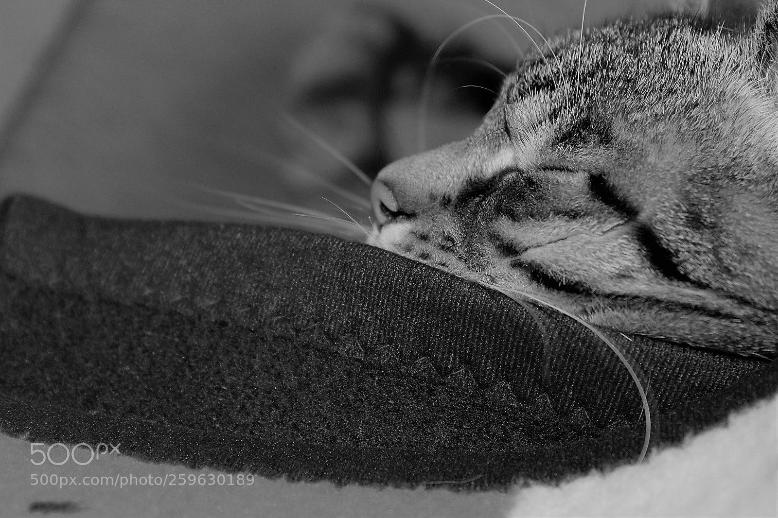 Canon EOS 1300D (EOS Rebel T6 / EOS Kiss X80) sample photo. My sleeping cat photography