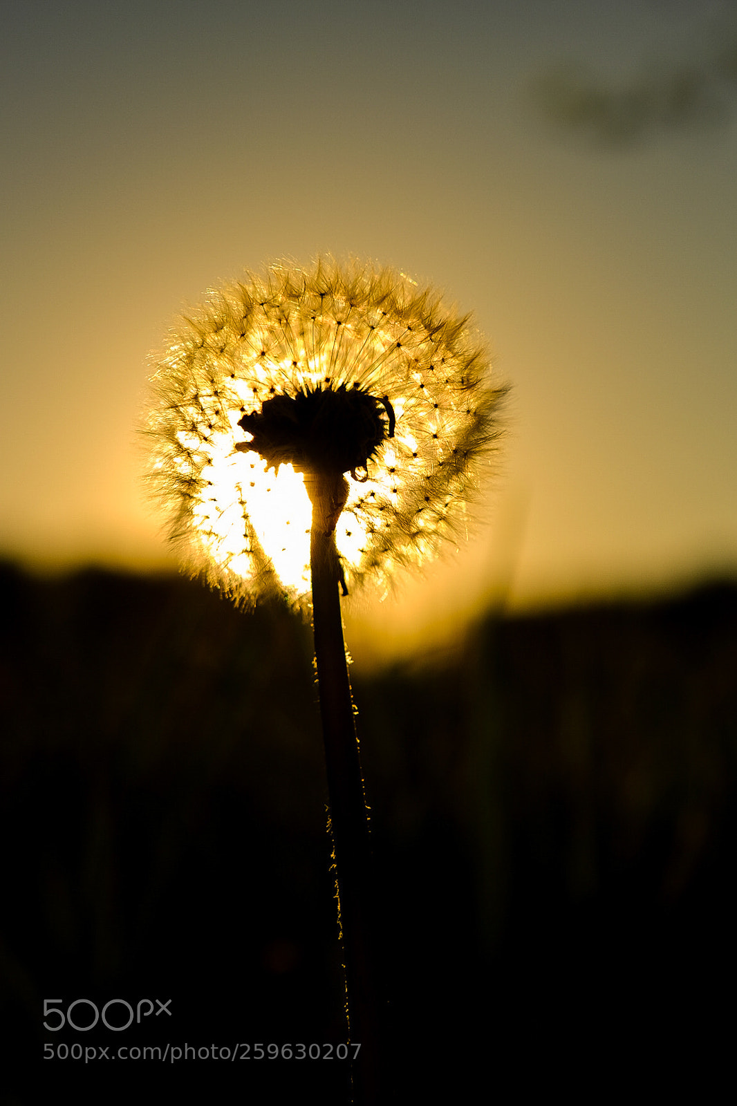 Fujifilm X-T10 sample photo. Fluffy sun photography