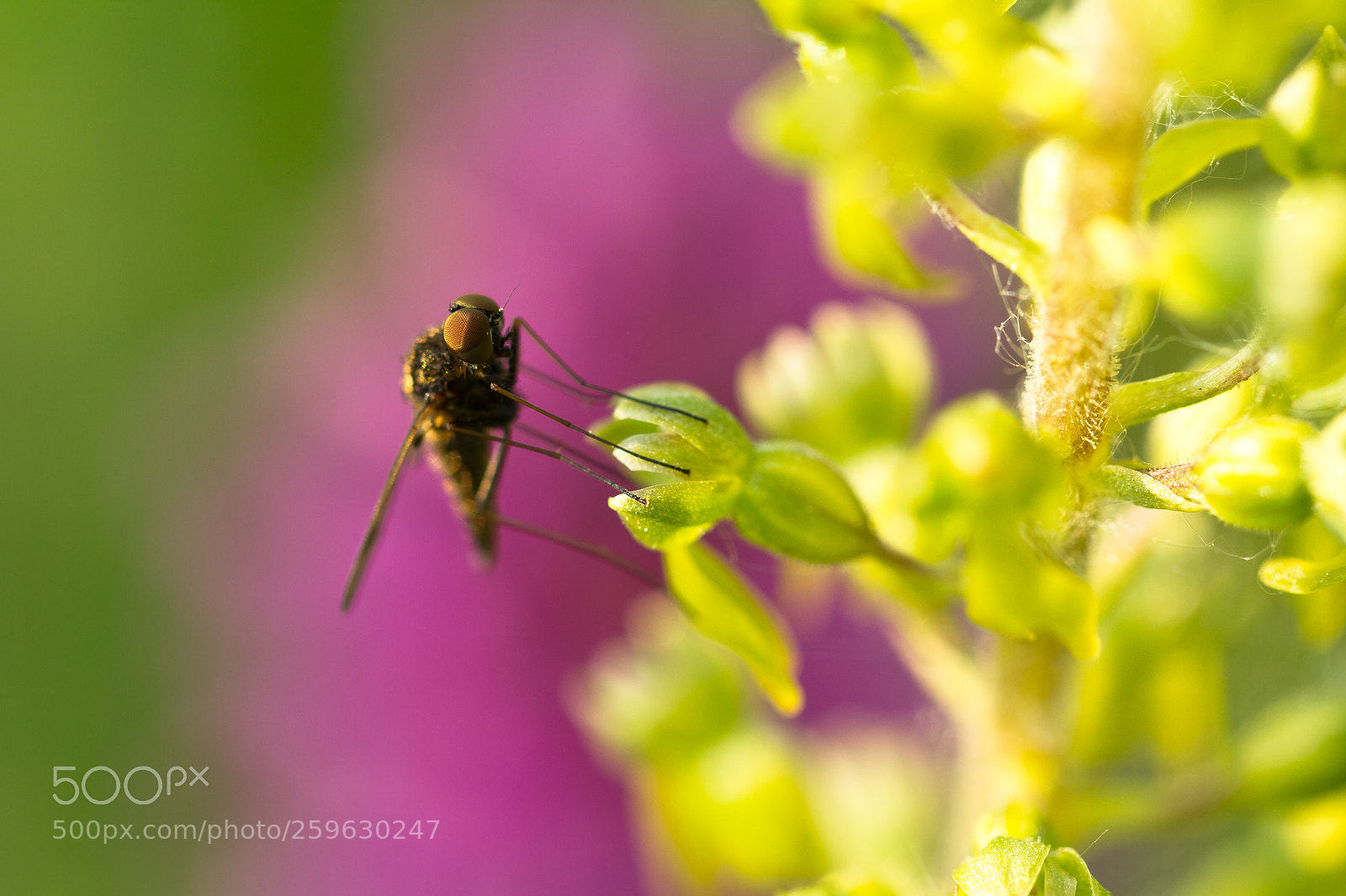 Canon EOS 7D sample photo. A small world photography