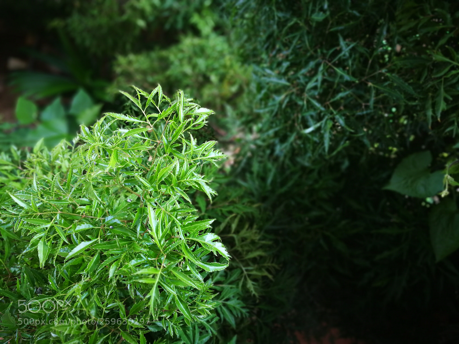 HUAWEI P10 sample photo. Greed garden photography