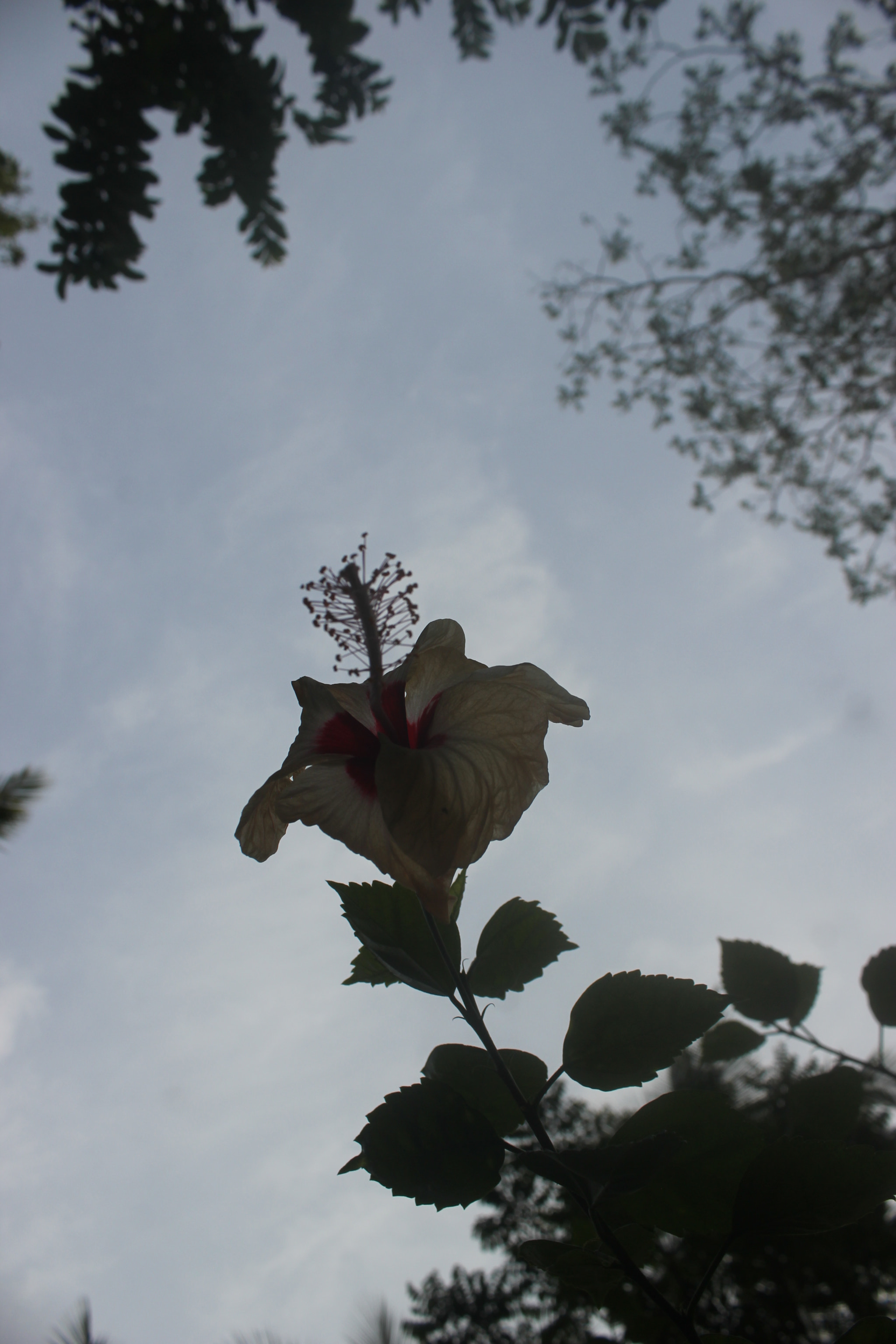 Canon EOS 550D (EOS Rebel T2i / EOS Kiss X4) sample photo. Chembarathi photography