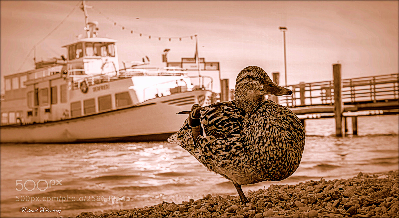 Sony a6000 sample photo. Duck duck duck...... photography