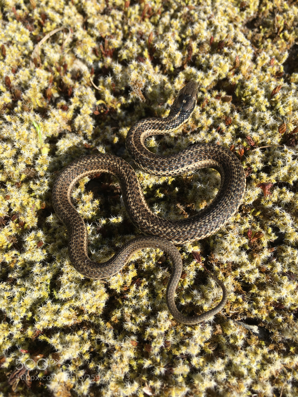 Apple iPhone 6s Plus sample photo. Garter snake photography