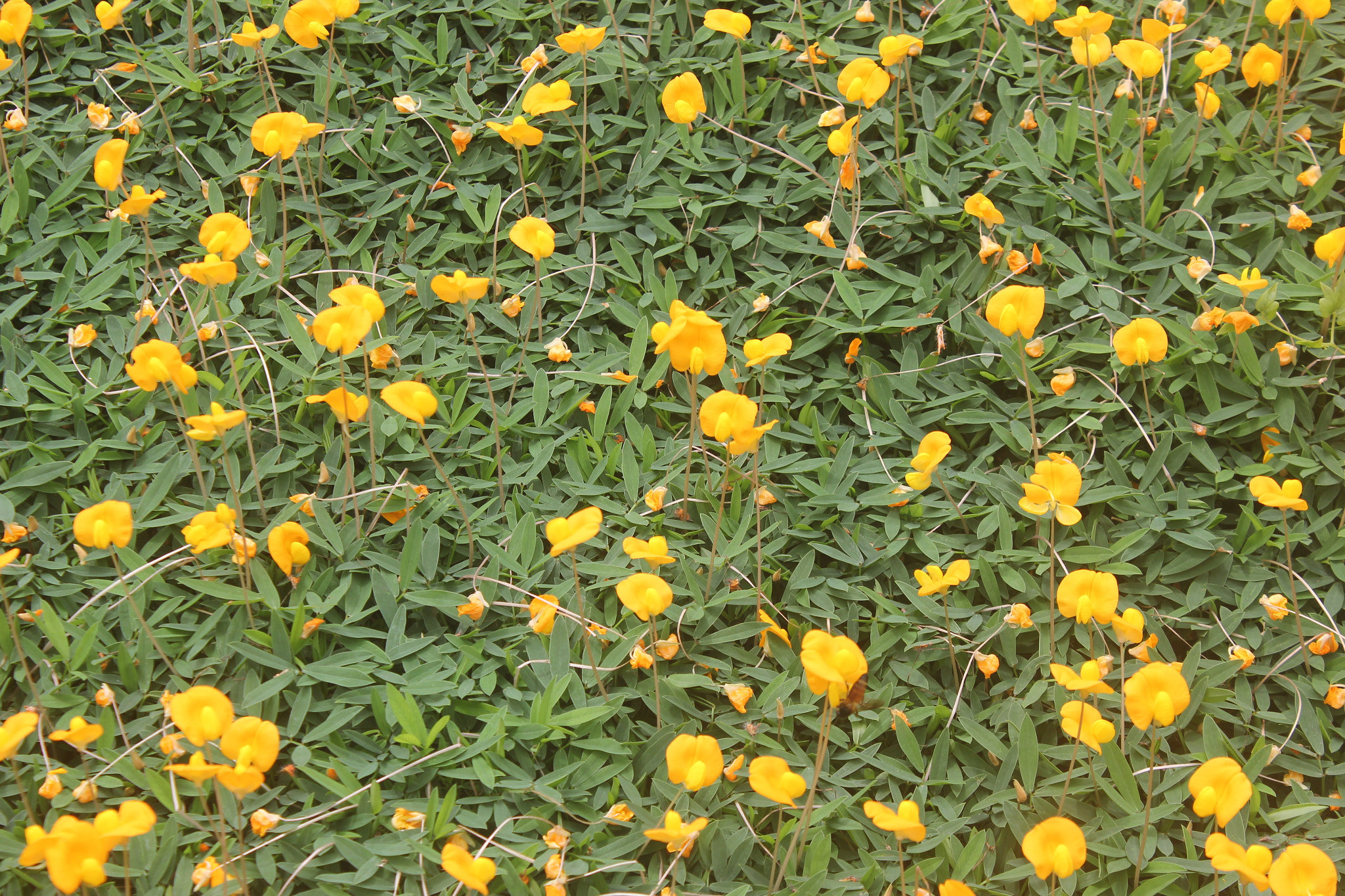 Canon EOS 550D (EOS Rebel T2i / EOS Kiss X4) sample photo. Lawn photography