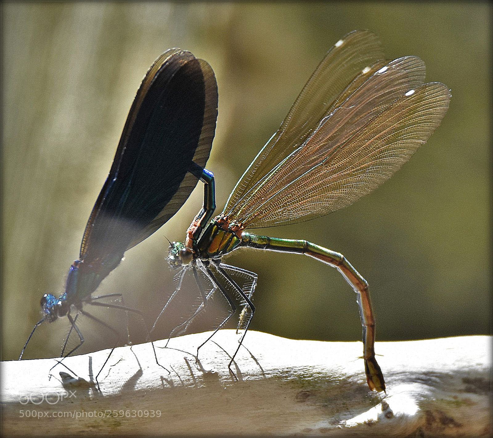 Nikon D7200 sample photo. "hang on" photography
