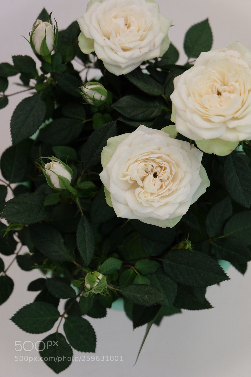 Fujifilm X-T10 sample photo. Flower photography