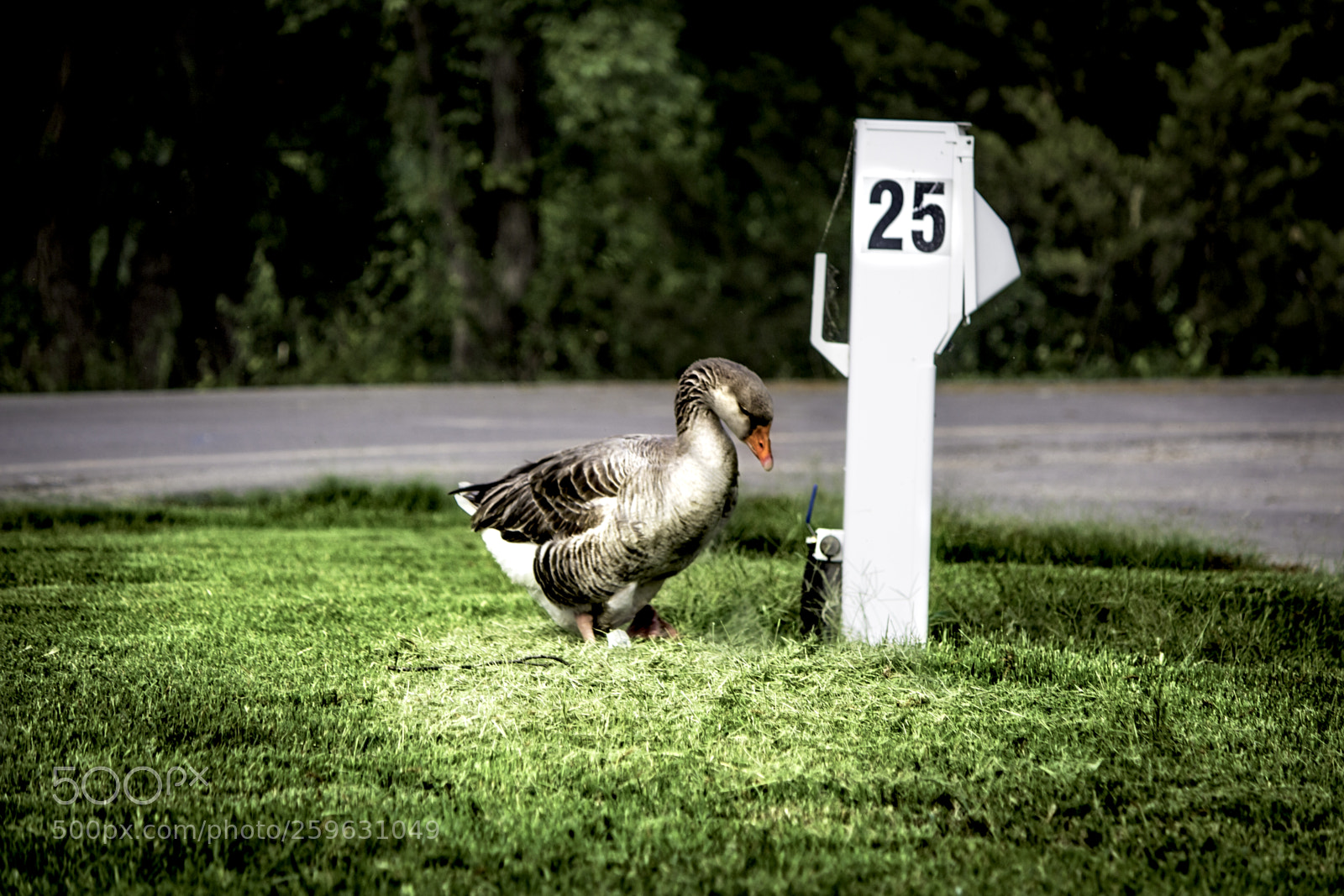 Canon EOS 650D (EOS Rebel T4i / EOS Kiss X6i) sample photo. Fowl 25 photography