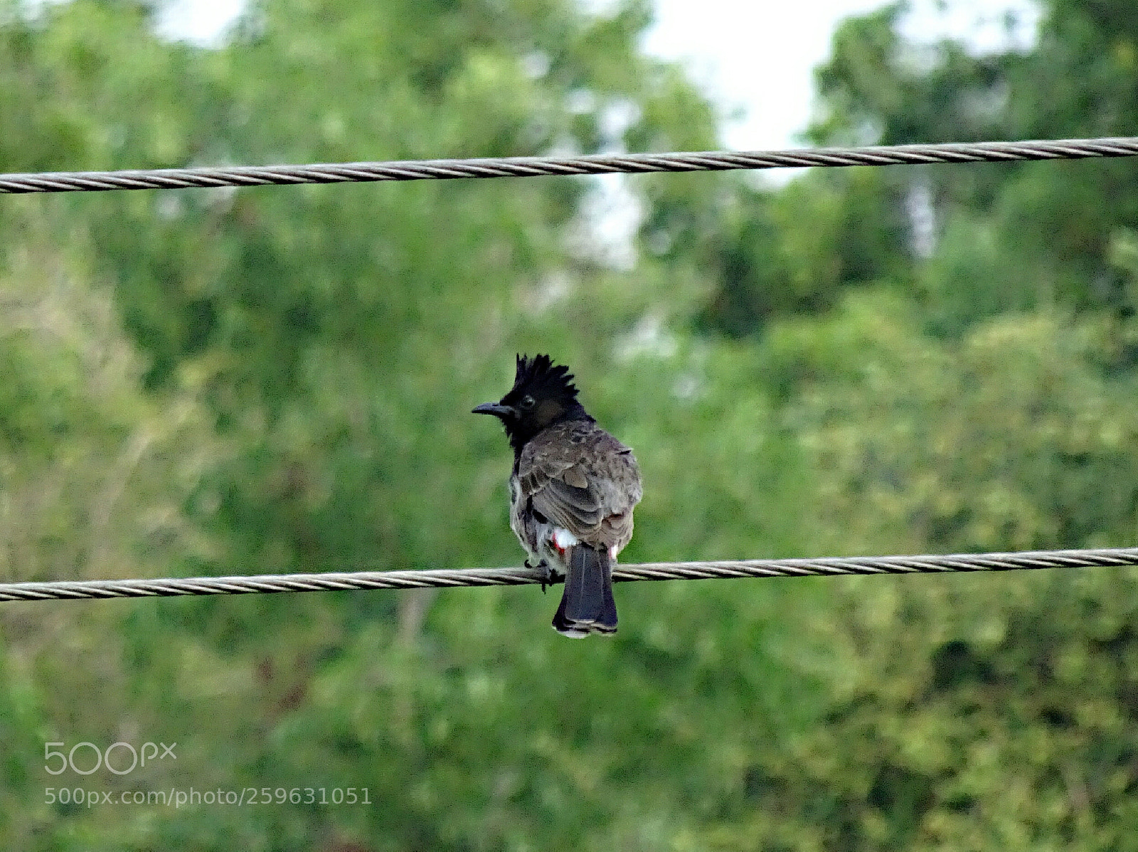 Sony Cyber-shot DSC-HX90V sample photo. Beautiful bulbul photography