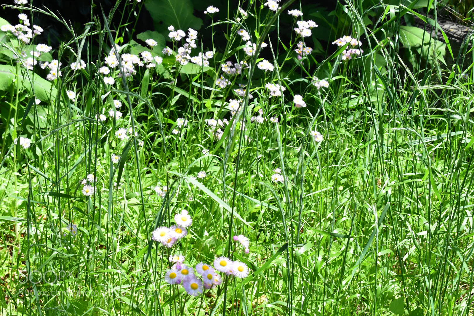Nikon D5600 sample photo. Flower photography
