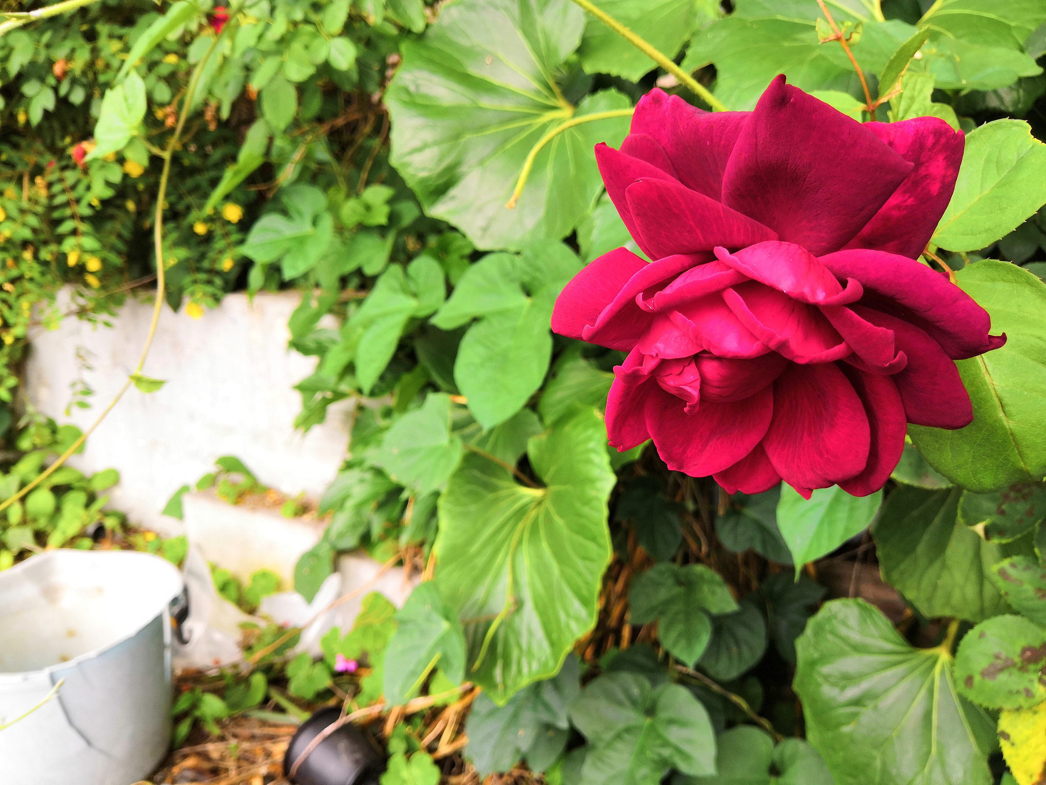HUAWEI Honor 10 sample photo