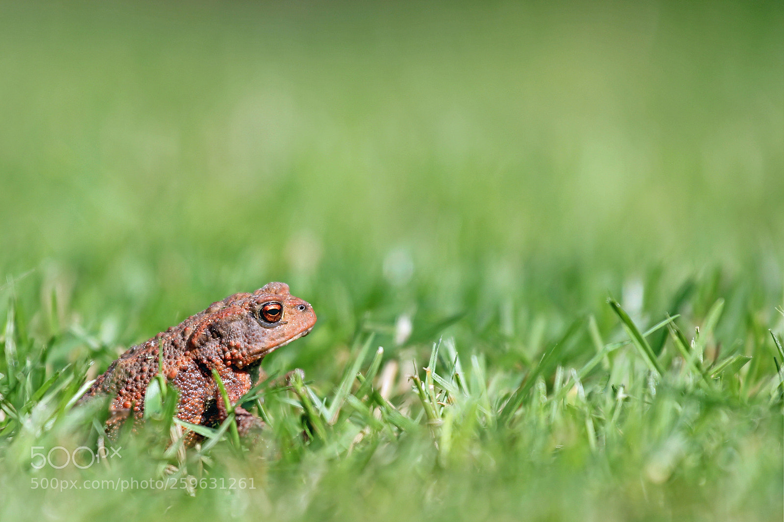 Canon EOS 550D (EOS Rebel T2i / EOS Kiss X4) sample photo. European toad (bufo bufo) photography