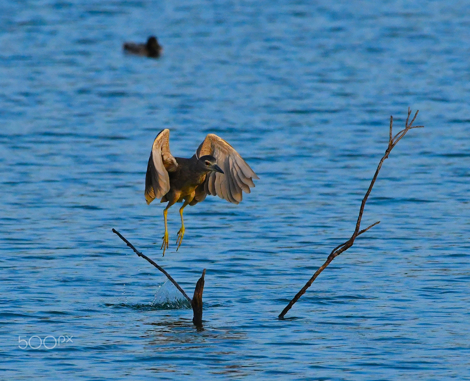 Nikon AF-S Nikkor 200-500mm F5.6E ED VR sample photo. Take off photography