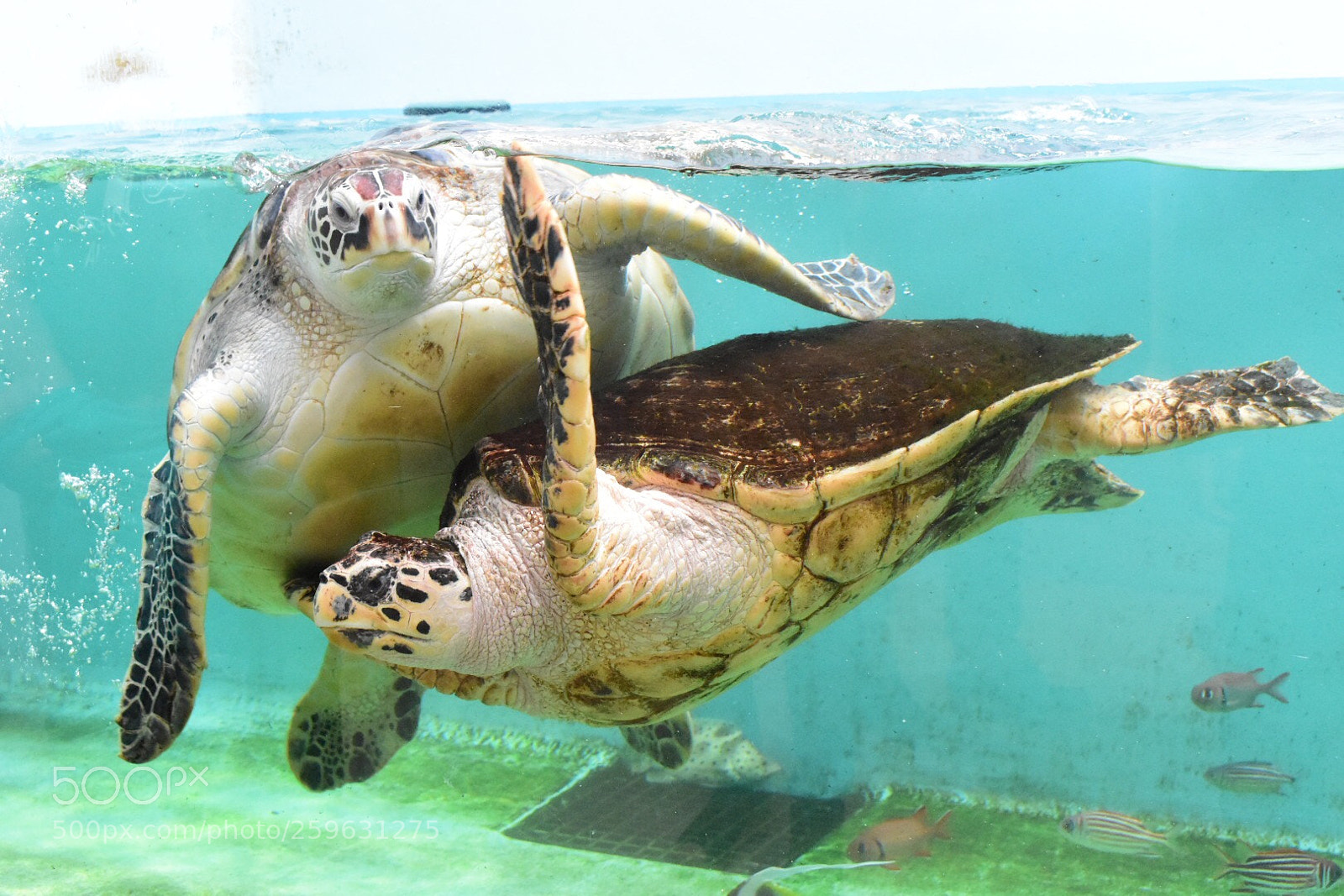 Nikon D5600 sample photo. Turtle photography
