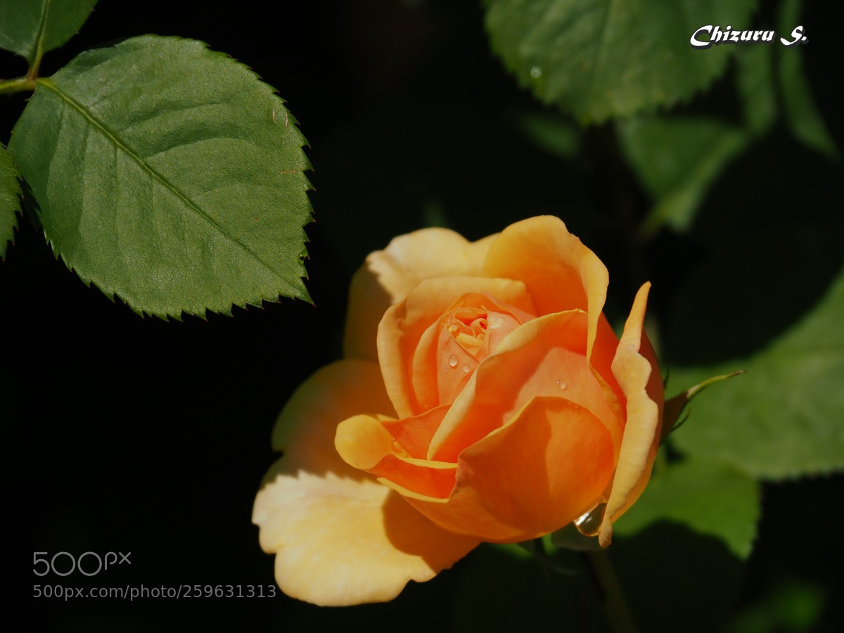 Olympus OM-D E-M1 Mark II sample photo. Rose photography
