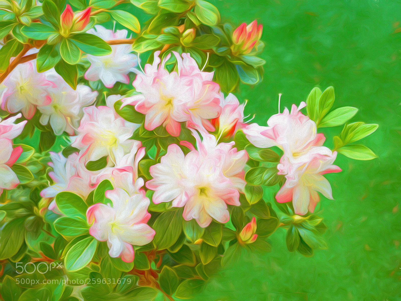 Olympus OM-D E-M1 Mark II sample photo. Azalea fantasy photography
