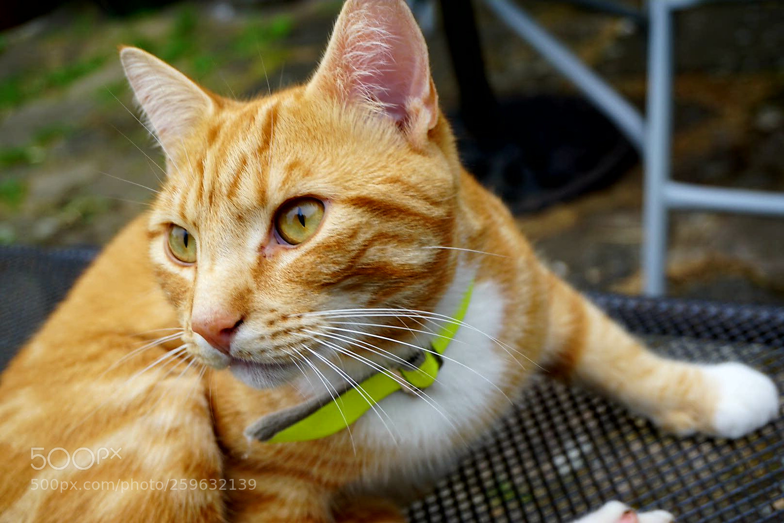 Sony a6000 sample photo. Ready to attack photography