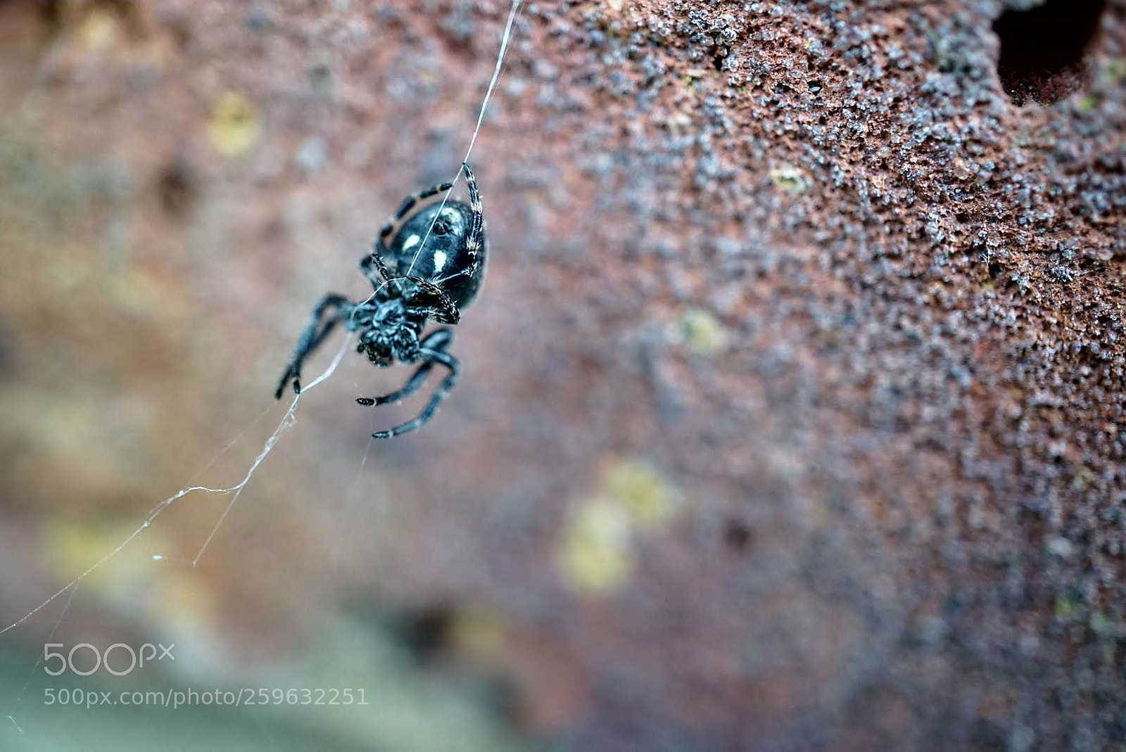 Sony a6000 sample photo. Spider photography