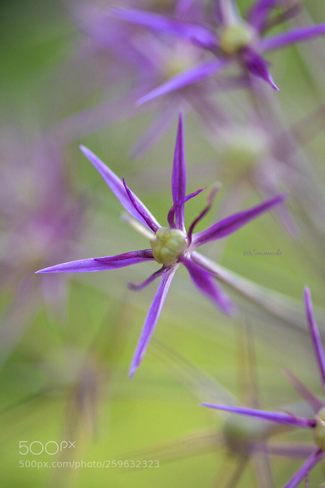 Nikon D7200 sample photo. Soft star photography