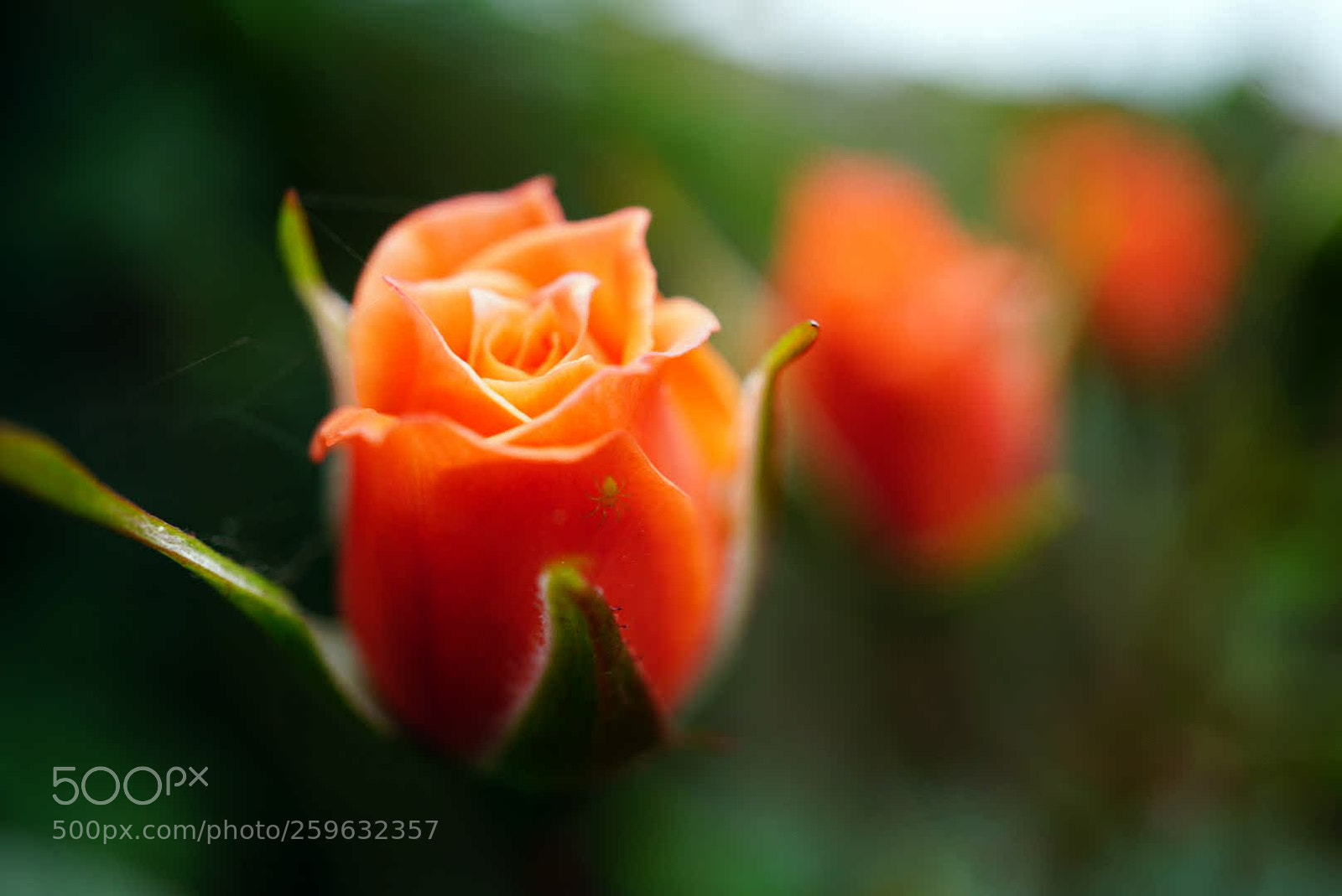 Sony a6000 sample photo. Spider and the rose photography