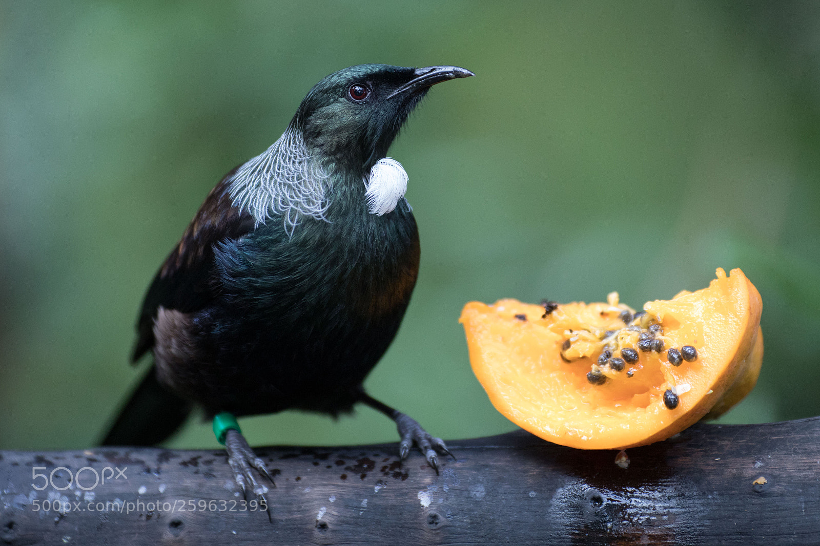 Canon EOS 5D Mark IV sample photo. Tui & lunch photography