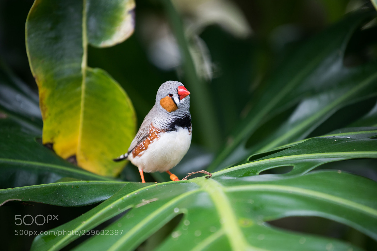 Canon EOS 5D Mark IV sample photo. Zebra finch photography