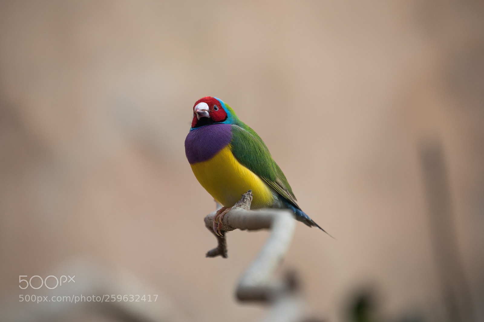 Canon EOS 5D Mark IV sample photo. Gouldian finch photography