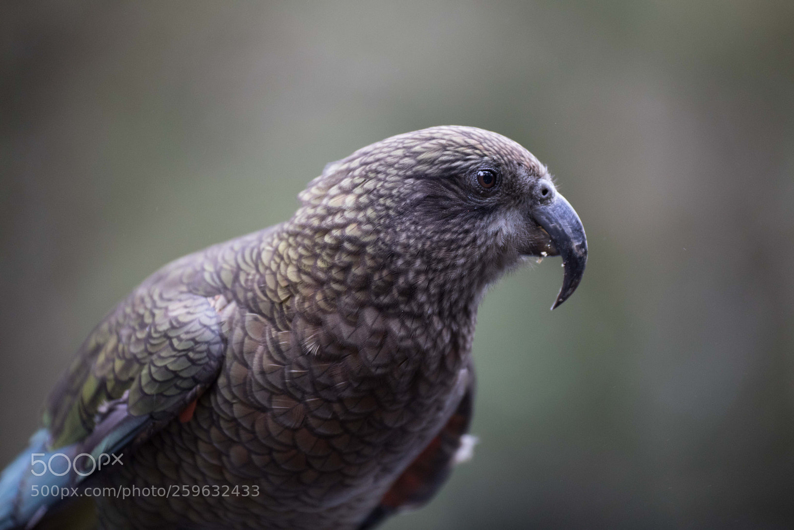 Canon EOS 5D Mark IV sample photo. Kea photography