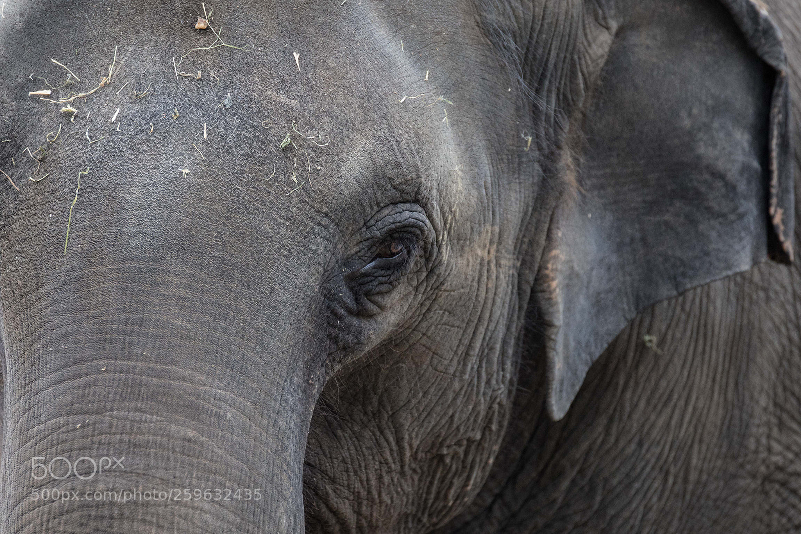 Canon EOS 5D Mark IV sample photo. Elephant photography