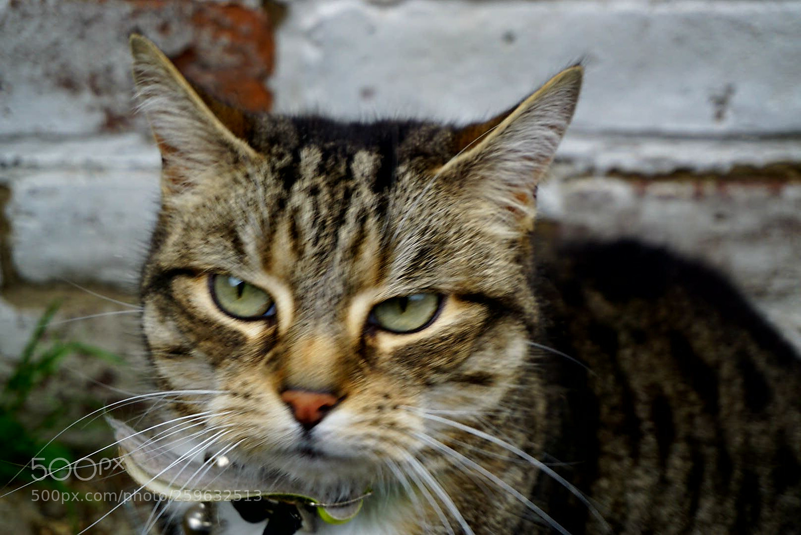 Sony a6000 sample photo. Annoyed cat photography