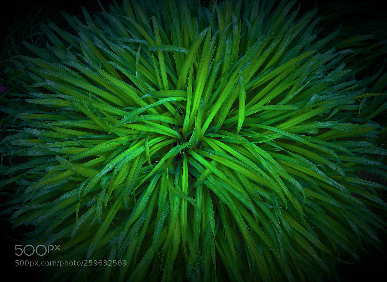 Canon EOS 6D Mark II sample photo. Grass -- 草 photography