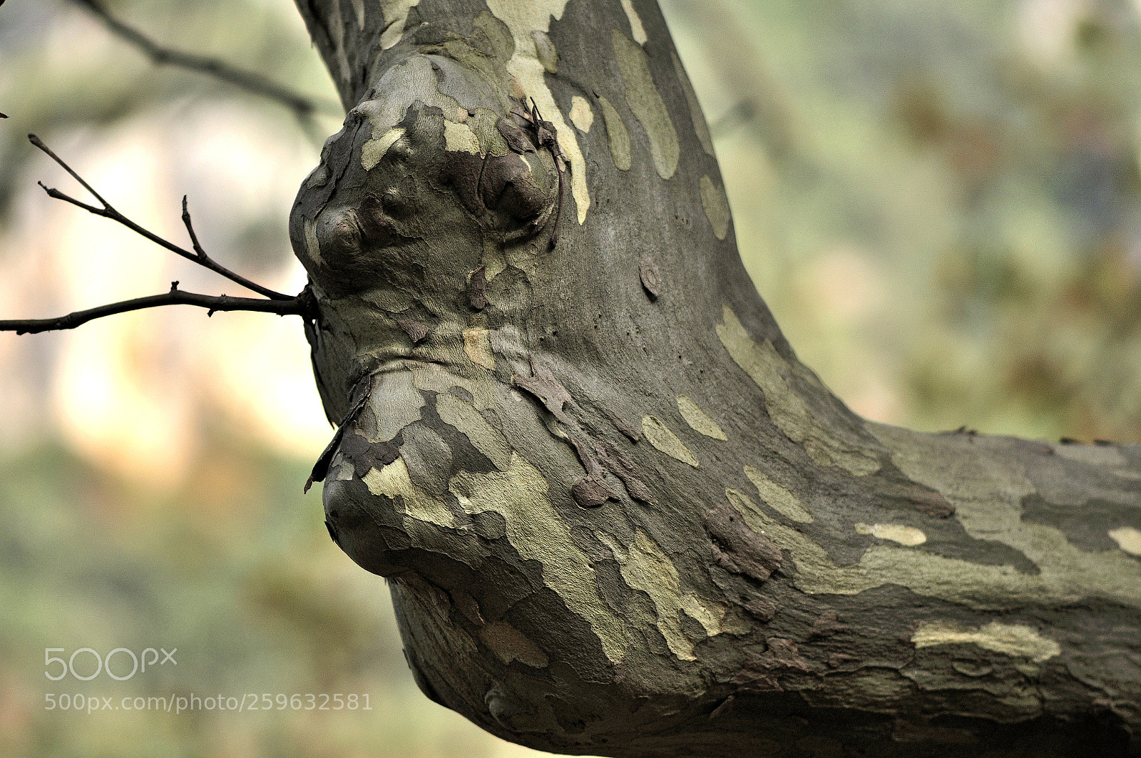 Nikon D300S sample photo. It! photography