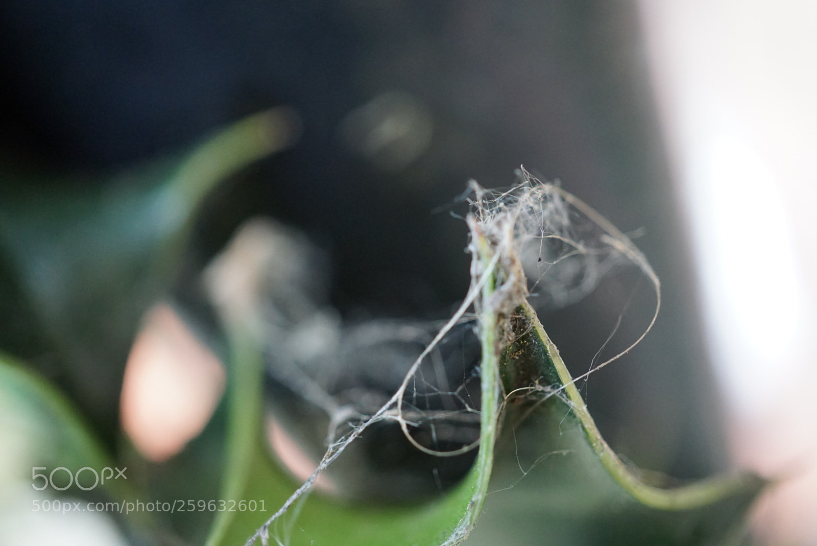 Sony a6000 sample photo. Web photography
