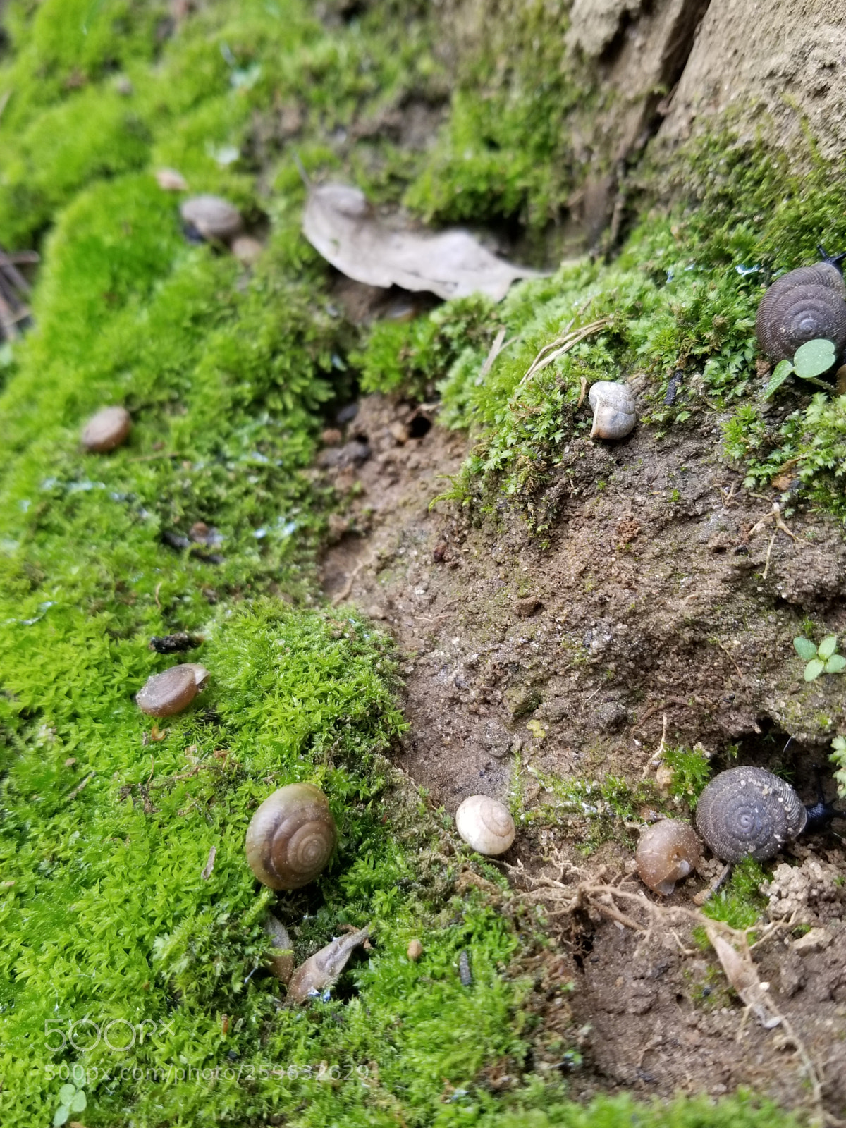 Samsung Galaxy S8 sample photo. Snail haven photography