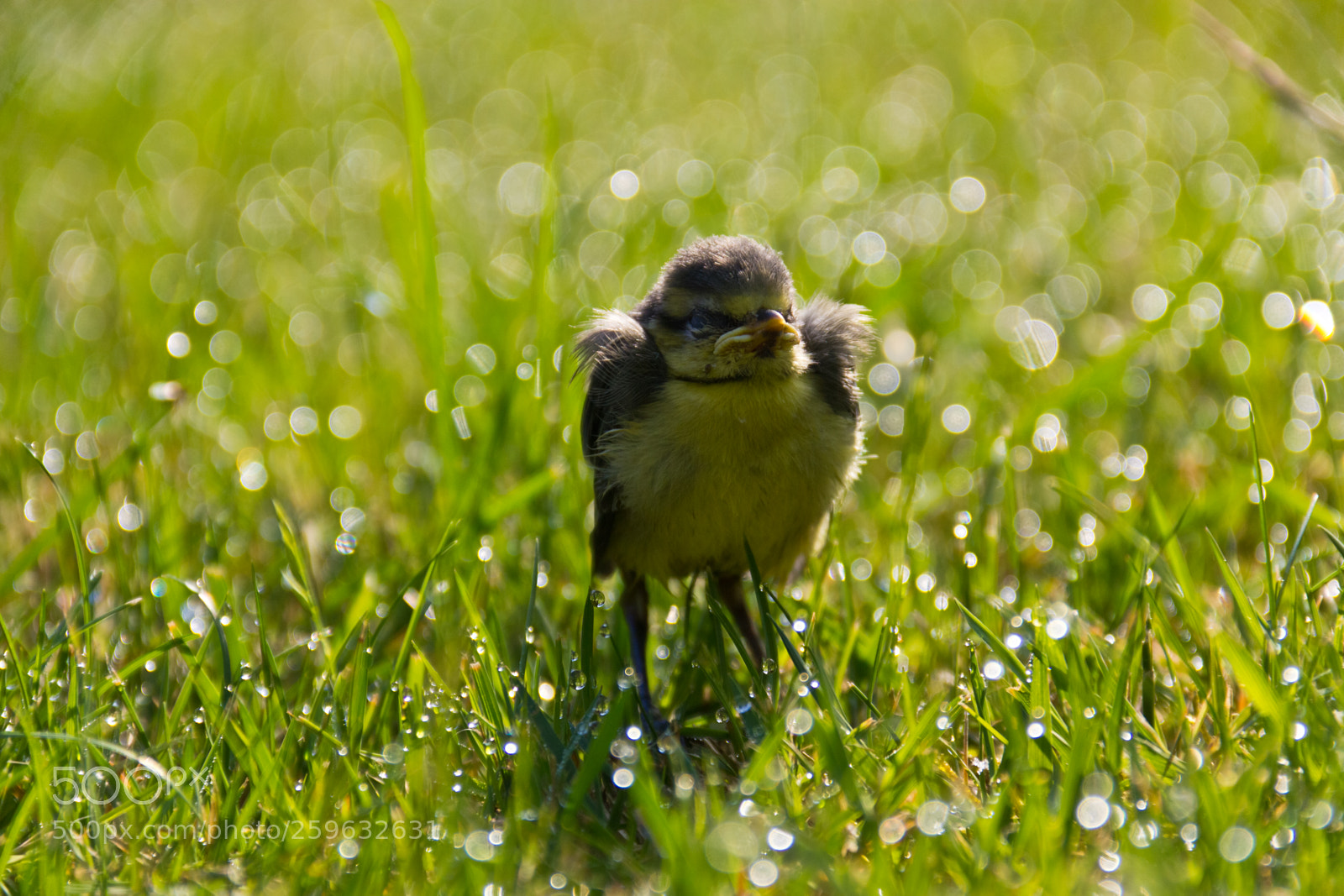 Canon EOS 60D sample photo. The precocial bird photography