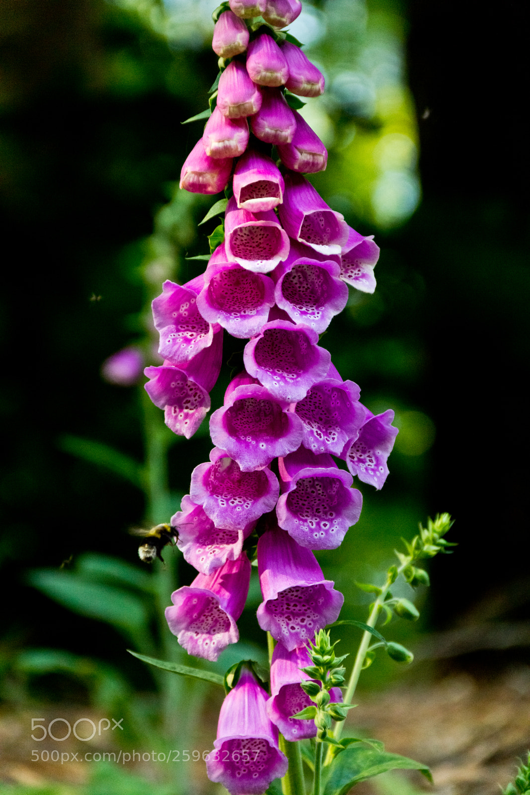 Canon EOS 60D sample photo. Digitalis photography