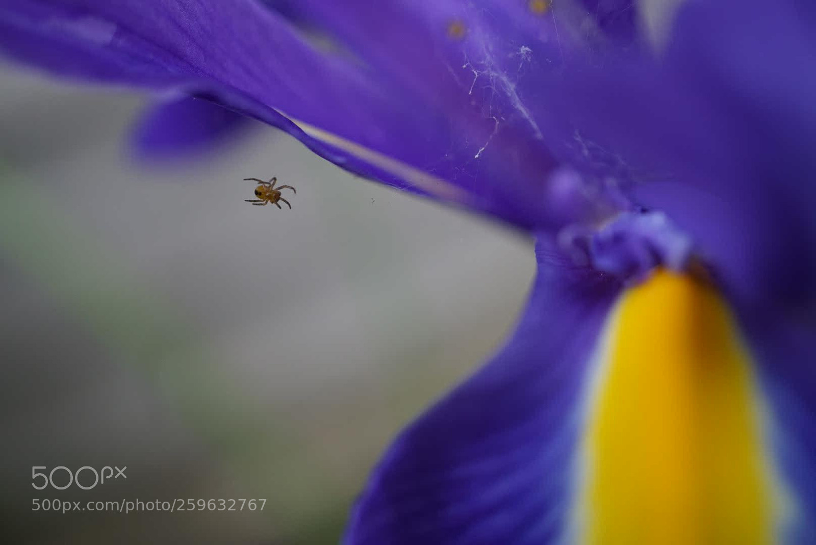 Sony a6000 sample photo. Spider and colour photography
