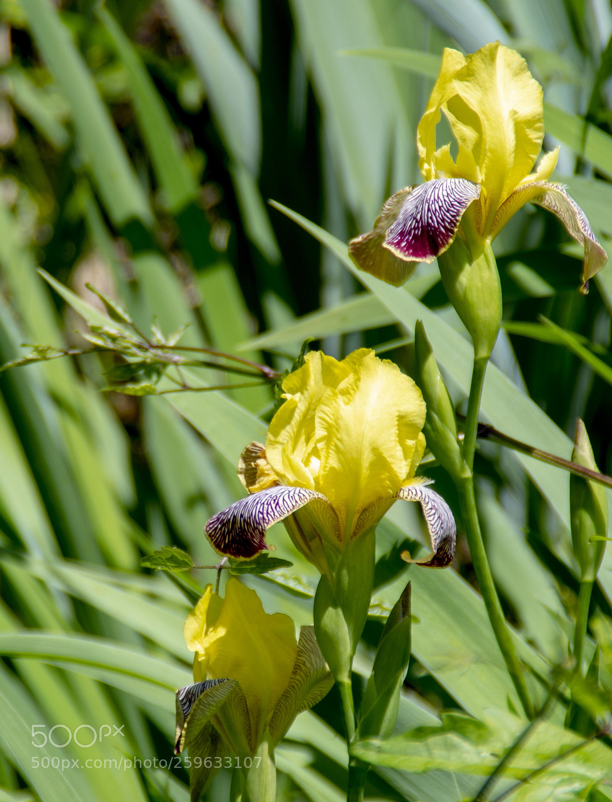 Pentax K-30 sample photo. Trio di giaggioli gialli photography