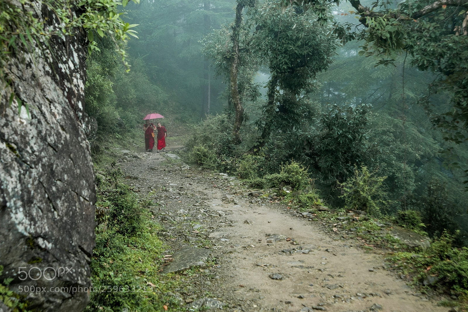 Nikon D700 sample photo. Path photography